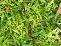 Calliophis intestinalis