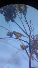Vireo hypochryseus