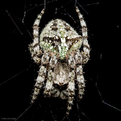Araneus andrewsi