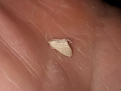 Lepidoptera