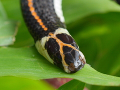 Calliophis intestinalis