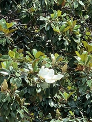 Magnolia
