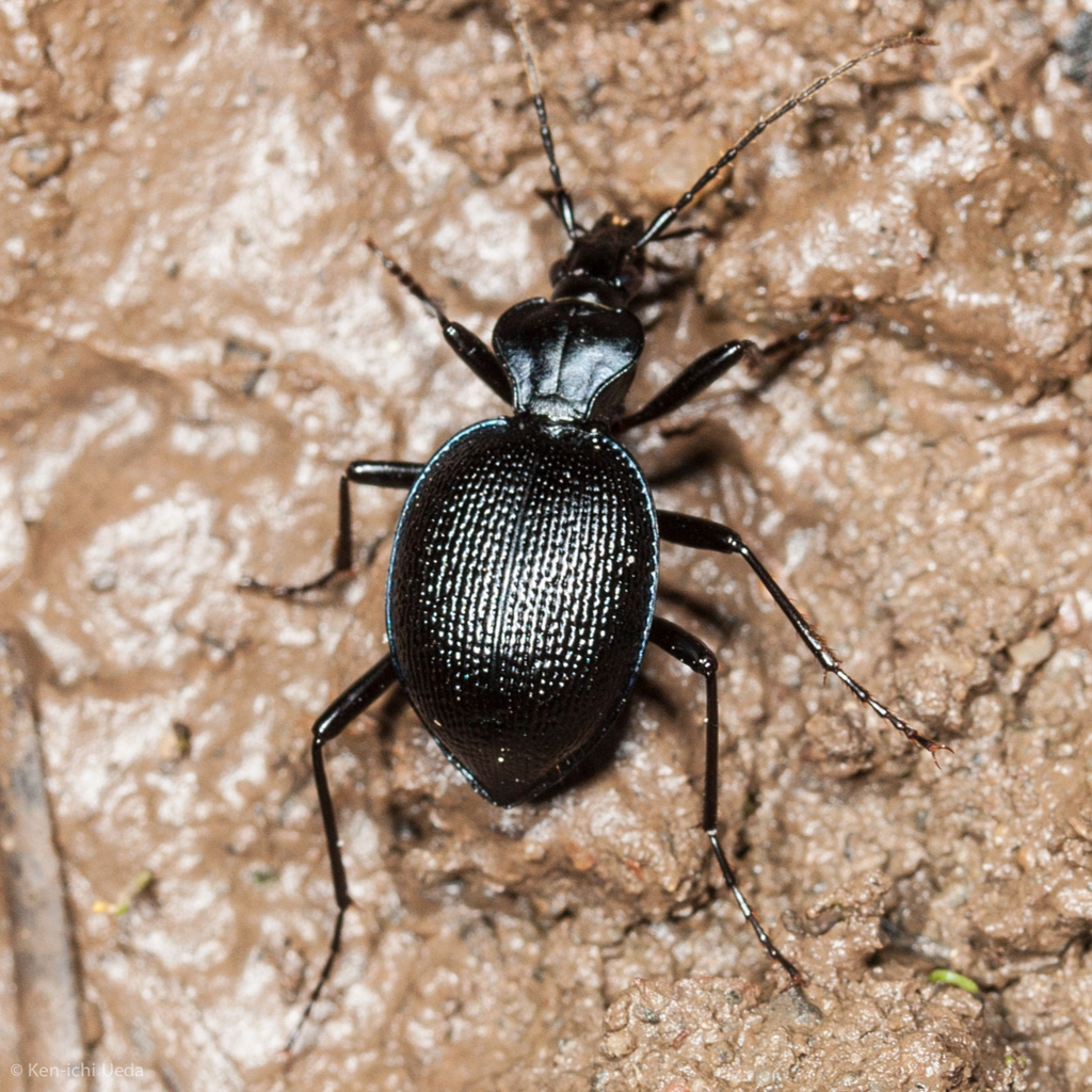 Menetries Snail-eating Beetle