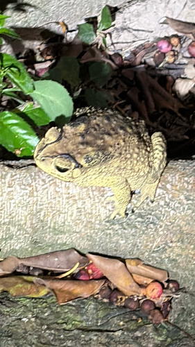 Duttaphrynus melanostictus observed 2026-10-30