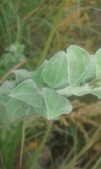 Helichrysum umbraculigerum
