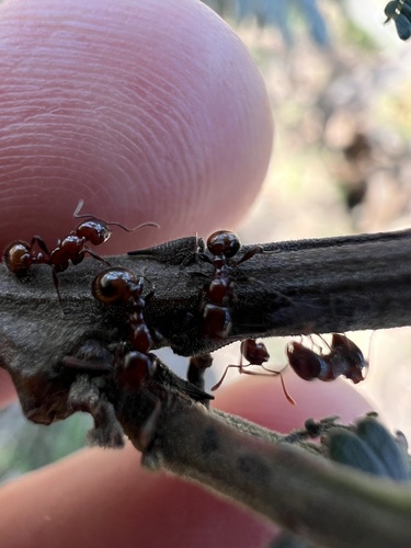 Monomorium monomorium observed 2026-10-30