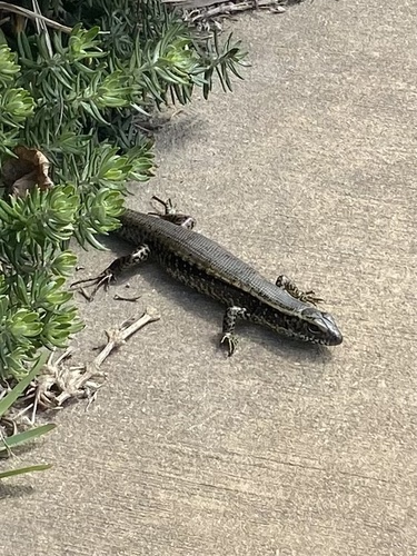 Sphenomorphus observed 2026-10-30