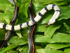 Calliophis intestinalis