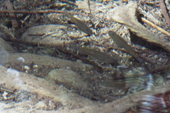 Pseudoxiphophorus bimaculatus