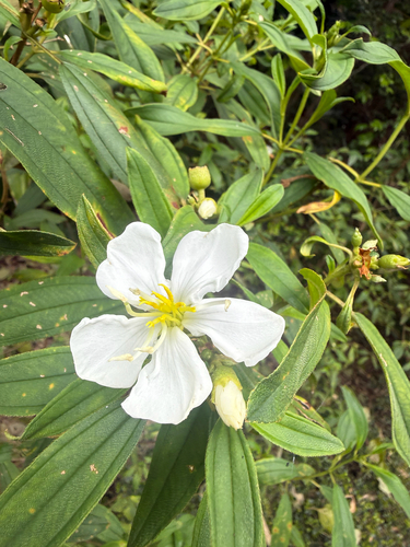 Melastoma malabathricum observed 2026-10-30