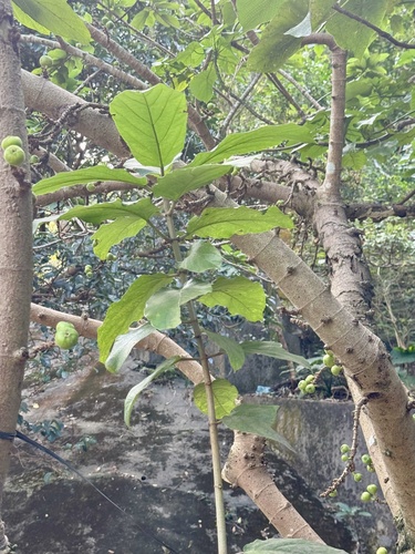 Ficus observed 2026-10-30