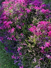 Phlox subulata