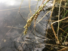 Carex appropinquata