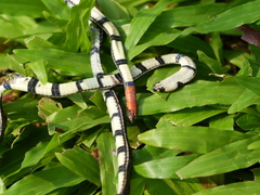 Calliophis intestinalis