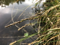 Carex appropinquata