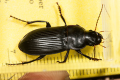Harpalus caliginosus