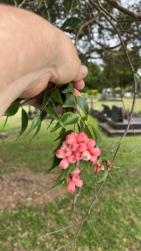 Syzygium observed 2026-10-30