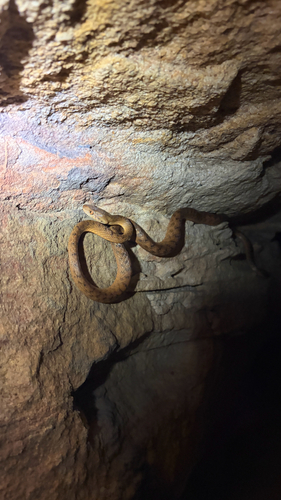 Boiga irregularis observed 2026-10-30