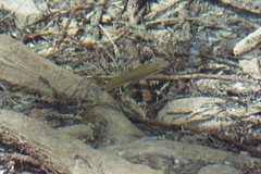 Pseudoxiphophorus bimaculatus