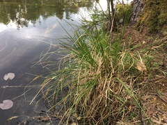 Carex appropinquata