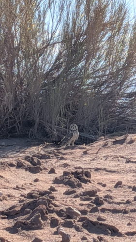 Asio flammeus observed 2026-10-29
