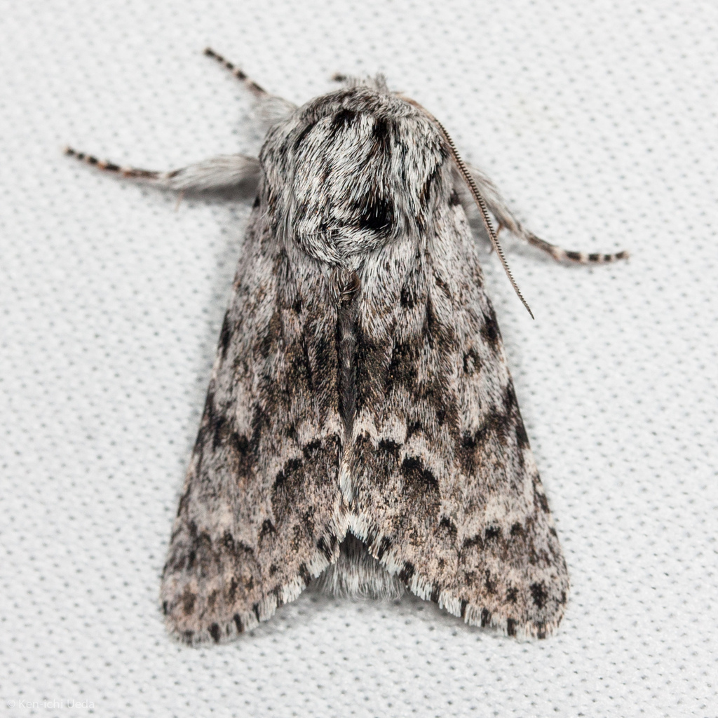 Acronicta spinea