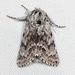 Acronicta spinea - Photo (c) Ken-ichi Ueda, some rights reserved (CC BY), uploaded by Ken-ichi Ueda