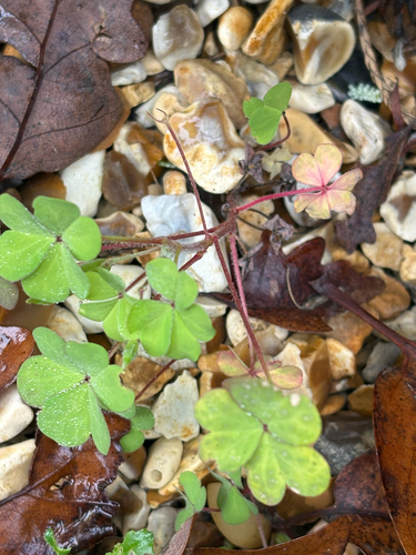 Oxalis corniculata observed 2026-10-30