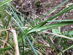 Carex appropinquata