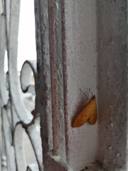 Uresiphita reversalis