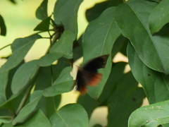 Elymnias hypermnestra