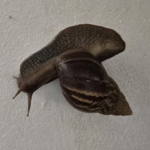 Lissachatina fulica observed 2026-10-30