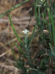 Epilobium hirtigerum