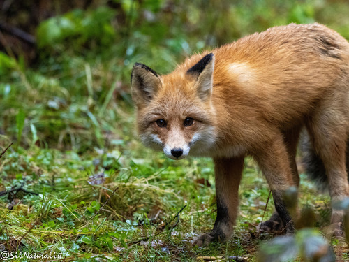 Vulpes vulpes photograph by the iNaturalist community