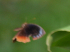Elymnias hypermnestra