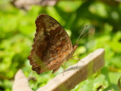 Junonia erigone