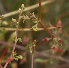 Rumex dumosus