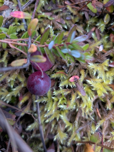 Vaccinium observed 2026-10-30