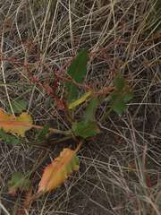 Rumex dumosus