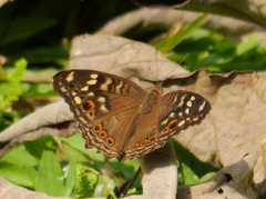 Junonia erigone