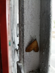 Uresiphita reversalis