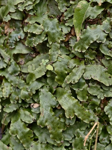 Hepaticae observed 2026-10-30