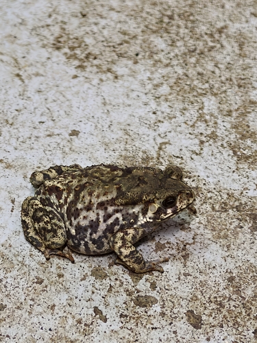 Duttaphrynus melanostictus observed 2026-10-30