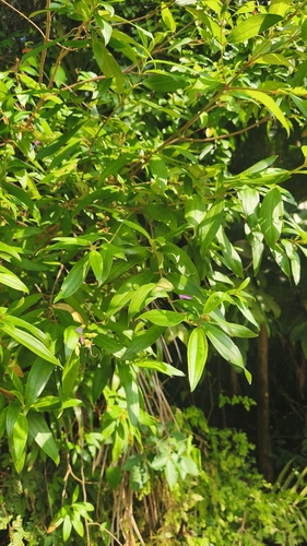 Melastoma malabathricum observed 2026-10-30