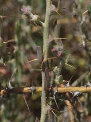 Sclerolaena muricata
