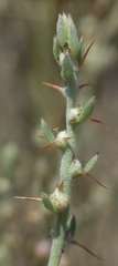 Sclerolaena muricata