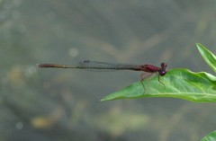Enallagma dubium