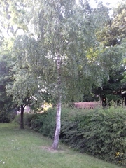Betula pendula