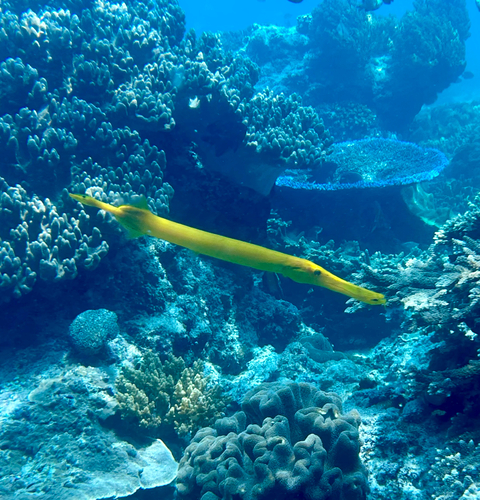 Aulostomus chinensis observed 2026-10-29