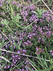 Thymus odoratissimus